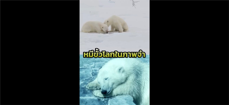 แฟ้มคดี E-Waste I นับถอยหลัง 6 ปี หมีขั้วโลกเตรียมตัวสูญพันธุ์